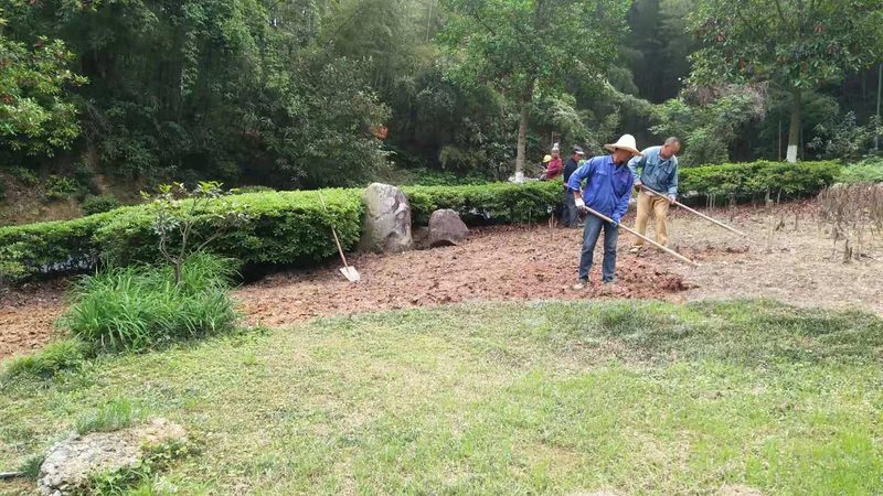 道路绿化苗木采购：标准与关键要素解析**