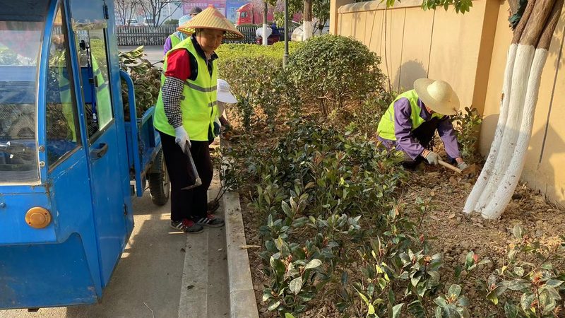 日式庭院常绿植物，为什么总有人选错