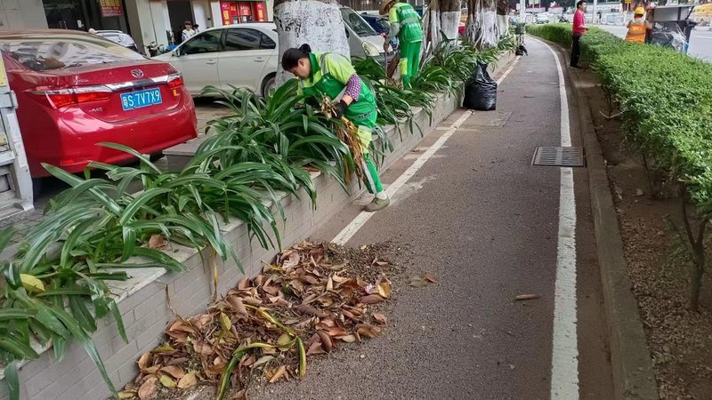 小区绿化树苗高度与米径：揭秘标准背后的秘密