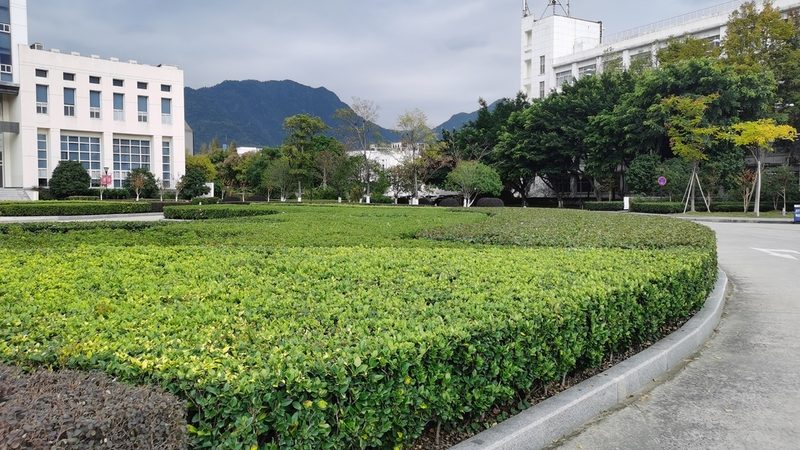 上海小区绿化植物选择：因地制宜，打造生态宜居环境**